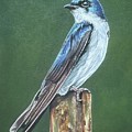 Tree Swallow
